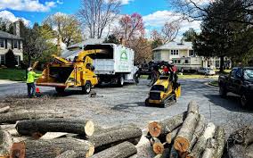 How Our Tree Care Process Works  in  North Auburn, CA