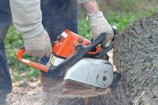 Best Tree Trimming and Pruning  in North Auburn, CA