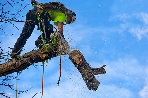 Trusted North Auburn, CA Tree Care Experts